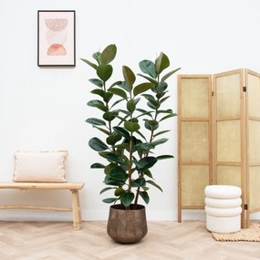 Ficus Elastica Robusta struik - 190cm
