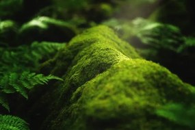 Foto Closeup shot of moss and plants, Wirestock, (40 x 26.7 cm)