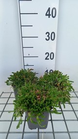 Sedum acre 'Aureum' - pot 9x9 cm -