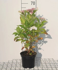 Hydrangea macrophylla 'Libelle' - pot - 25-30 cm -