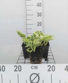 Hosta 'Wide Brim' - pot 9x9 cm