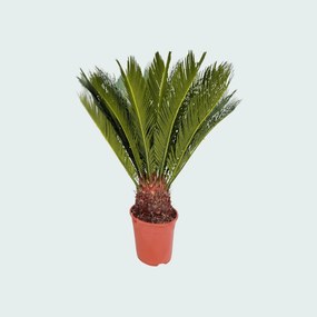 Cycas Revoluta - 80cm
