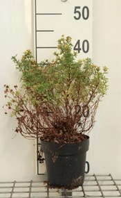 Potentilla fruticosa 'Kobold' - pot 1,3L - 20-25 cm