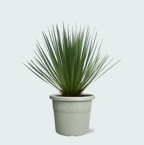 Yucca Rostrata - 50cm