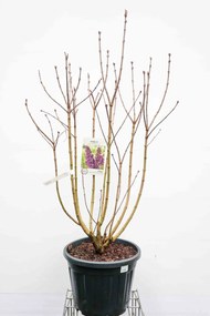 Syringa vulgaris 'Andenken an Ludwig Späth' (Ludwig Spaeth) - pot 35L - 125-150 cm