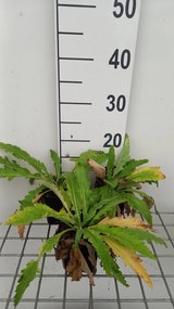 Papaver orientale 'Beauty of Livermere' - pot 9x9 cm -