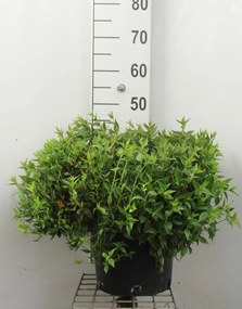 Abelia x grandiflora 'Prostrata' - pot 10L - 40-50 cm