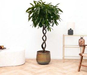 Ficus Binnendijkii Amstel King dubbel spiraal - 130cm