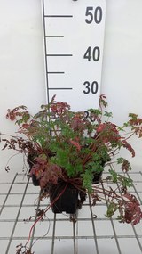 Geranium robertianum - pot 9x9 cm