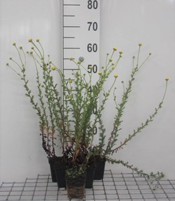 Anthemis x hybrida'E.C. Buxton'- pot 9x9 cm -