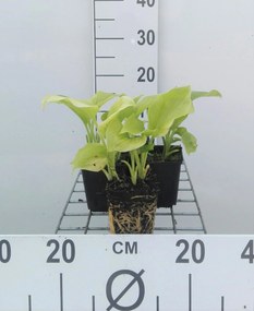 Hosta plantaginea var. grandiflora - pot 9x9 cm