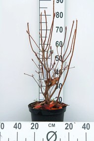 Rhododendron 'Knap Hill Pink' - pot 7,5L - 80+ cm