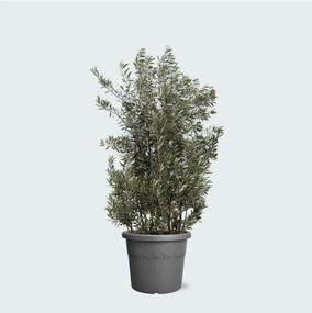 Olea Europaea olijf struik - 250cm