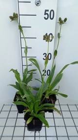 Eryngium agavifolium - pot 9x9 cm -