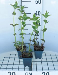 Monarda 'Cambridge Scarlet' - pot 9x9 cm (Bergamotplant) -