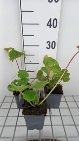 Alcea rosea 'Charters Rosa' - pot 9x9 cm
