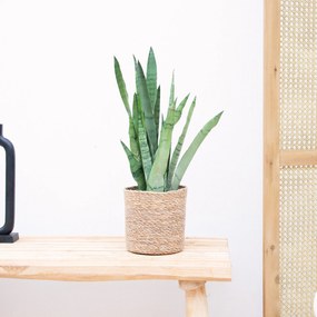 Sansevieria Zeylanica - 45cm