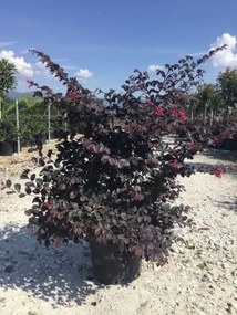 Loropetalum chinense 'Pearl' (Black Pearl) - pot 10L - 40-50 cm