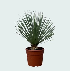 Yucca Rostrata - 90 cm