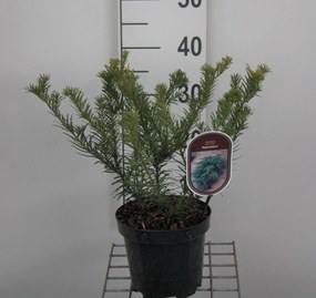 Taxus baccata 'Repandens' - pot - 25-30 cm - struik