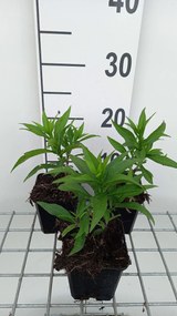 Aster 'Schneekissen' - pot 9x9 cm