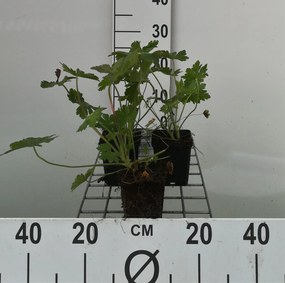 Geranium macrorrhizum - pot 9x9 cm -