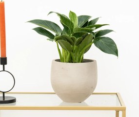 Philodendron Birkin - 40cm