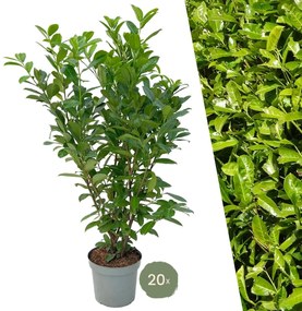 Grote Laurierkers Rotundifolia voor 10 meter strekkende haag - 130cm