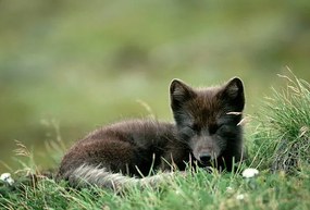 Kunstfotografie Arctic Fox Laying in the Grass, Natalie Fobes, (40 x 26.7 cm)