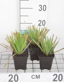 Sisyrinchium californicum - pot 9x9 cm