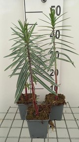 Euphorbia lathyris - pot 9x9 cm