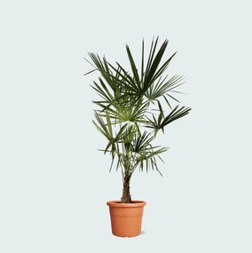 Trachycarpus Fortunei - 210 cm