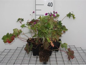 Geranium 'Anne Thomson' - pot 9x9 cm