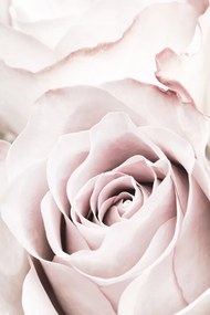 Foto Pink Rose No 05, Studio Collection