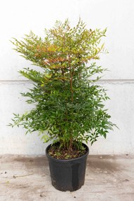 Nandina domestica - pot 30L - 100-125 cm