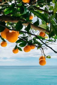 Ilustratie Amalfi Coast Oranges, Bethany Young