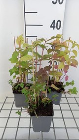 Monarda didyma - pot 9x9 cm (Bergamot) -