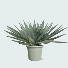 Yucca Gloriosa'Lone Star'- 140 cm