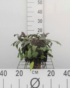 Rode salie, paarse salie - pot 9x9 cm (Salvia officinalis 'Purpurascens')
