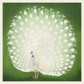 Kunstreproductie The White Peacock, Ohara Koson