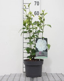 Hibiscus syriacus'Notwoodtwo'(White Chiffon) - pot - 40-60 cm