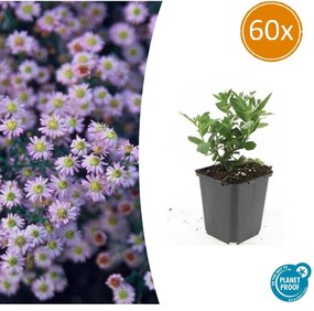 Aster ageratoides 'Stardust' - 20cm