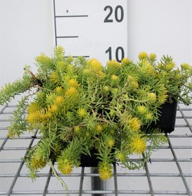 Sedum reflexum 'Angelina' - pot 9x9 cm -