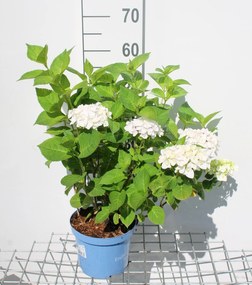 Hydrangea macrophylla'Blushing Bride'(The Bride) - pot 3L - 25-30 cm