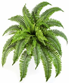 Kunst varen Nephrolepis Boston - 75 cm