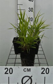 Hakonechloa macra - pot 9x9 cm -