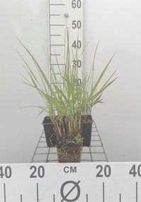 Panicum virgatum 'Rehbraun' - pot 9x9 cm