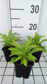 Digitalis lutea - pot 9x9 cm