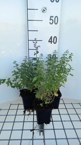 Nepeta 'Dropmore' - pot 9x9 cm