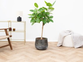 Ficus Altissima Variegata - 100cm